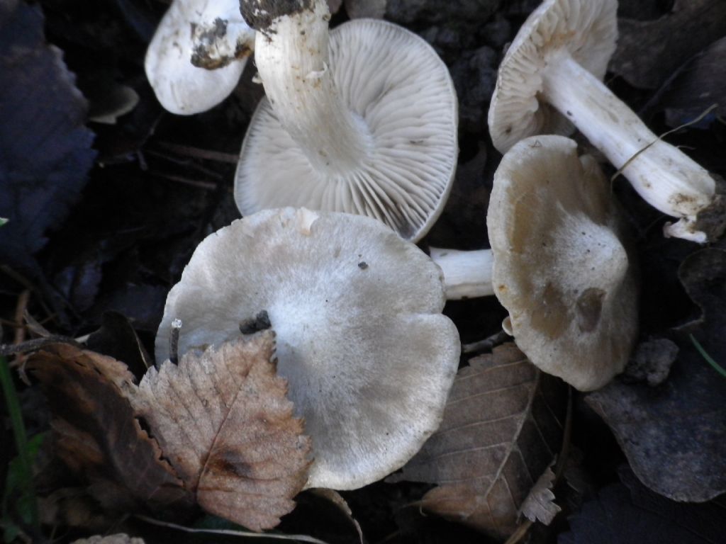 fungo da identificare 3